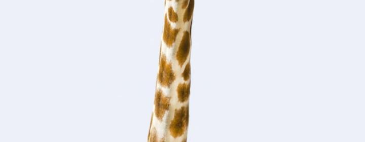 giraf lille