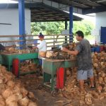 Kokosnødder til fabrikken