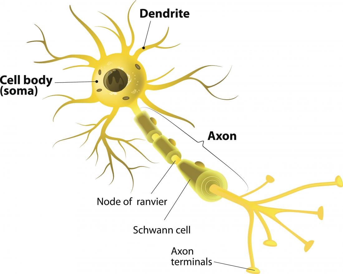 dendrite function detailed dendrite function detailed