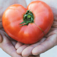 Heart in hands. Tomato