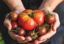 Træt hjerte - tomater