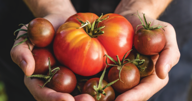 Træt hjerte - tomater