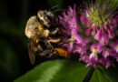 August 2024 - rødkløver og bier