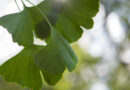 Gingko biloba og tinnitus - oktober 2024