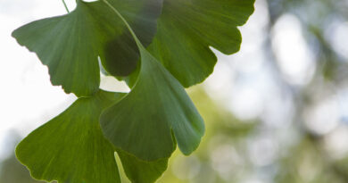 Gingko biloba og tinnitus - oktober 2024