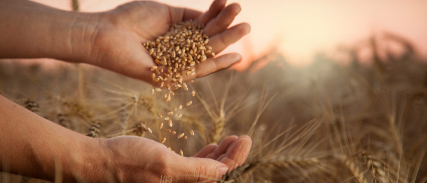 man pours wheat from hand to hand on the background of a wheat field