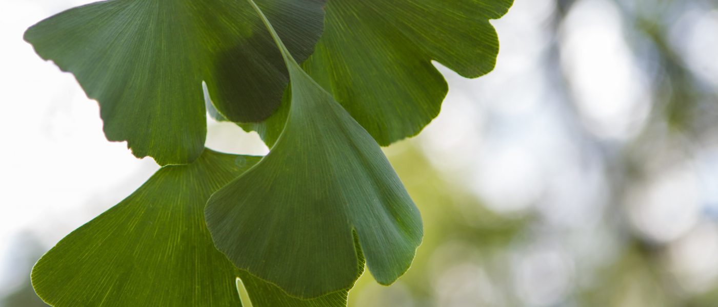 Gingko biloba og tinnitus - oktober 2024