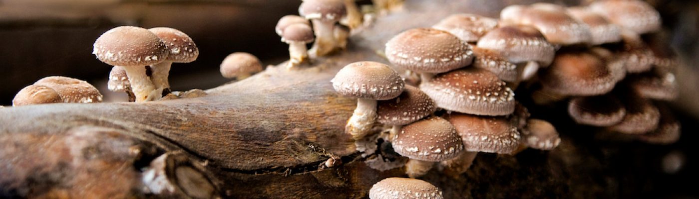 Shiitake on wooden logs 2