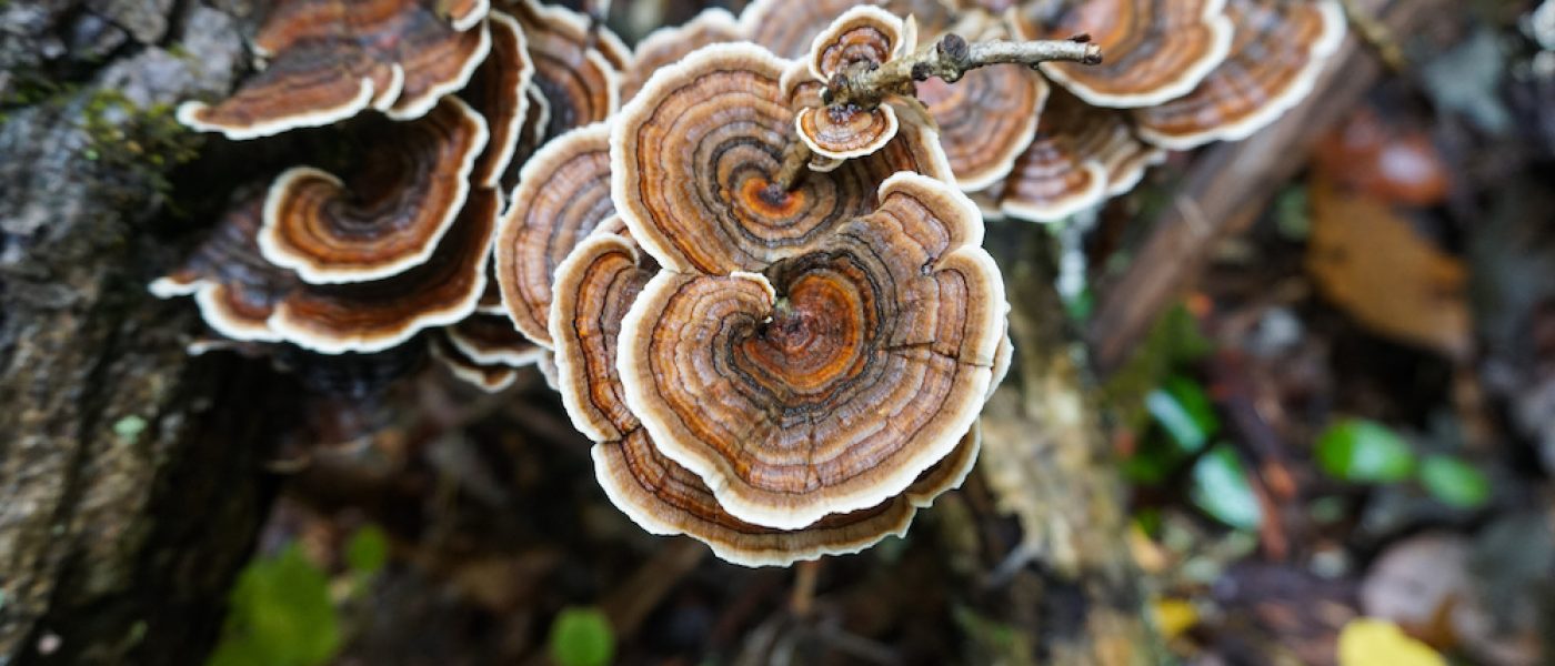 Turkey Tail Mushrooms in the wilderness. Wild medicinal mushrooms in the forest.